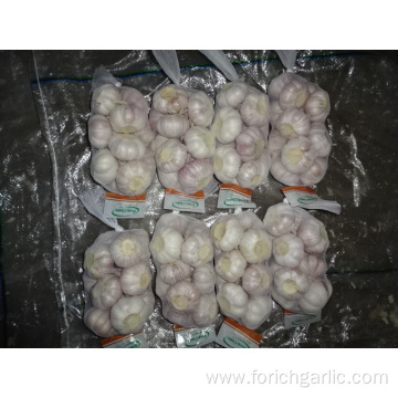 Fresh 2019 Normal White Garlic